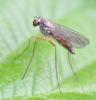 Sciapus sp.